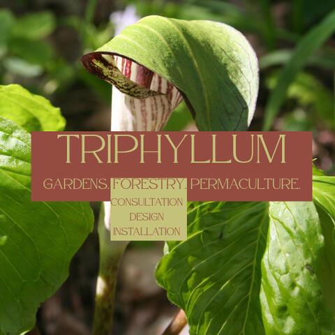 logo that reads "Triphyllum Gardens, Forestry, Permaculture. Consultation, Design, Instillation