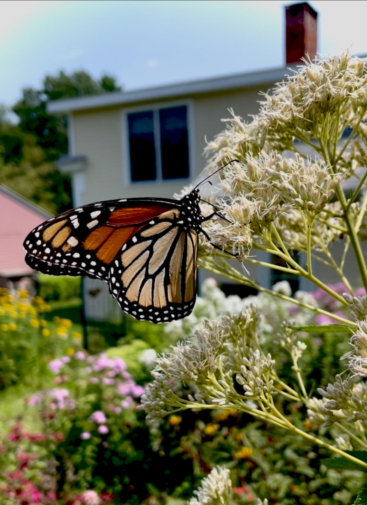 A Monarch Butterfly on Joe Pye Weed flowers
