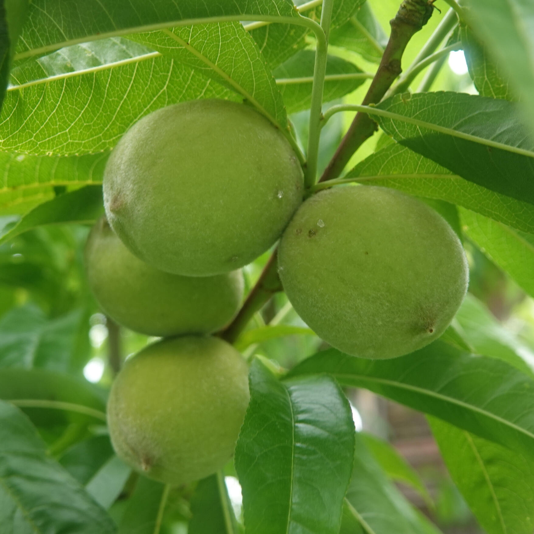 Unripe peaches on a peach tree