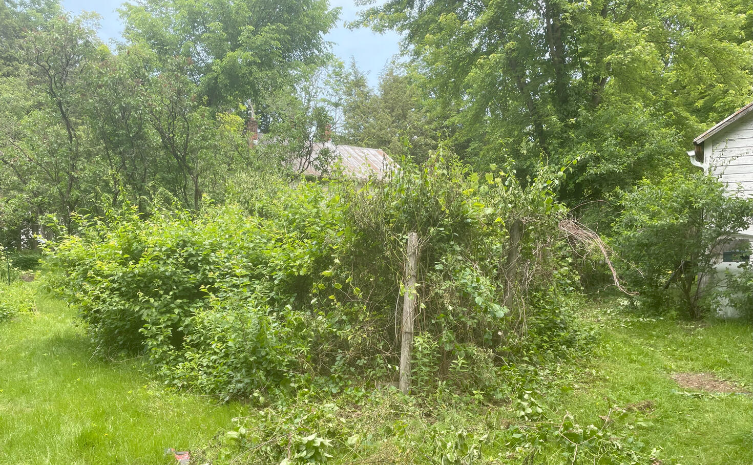 Before: a garden bed is overrun with plants. behind the plants a rooftop is barely visible