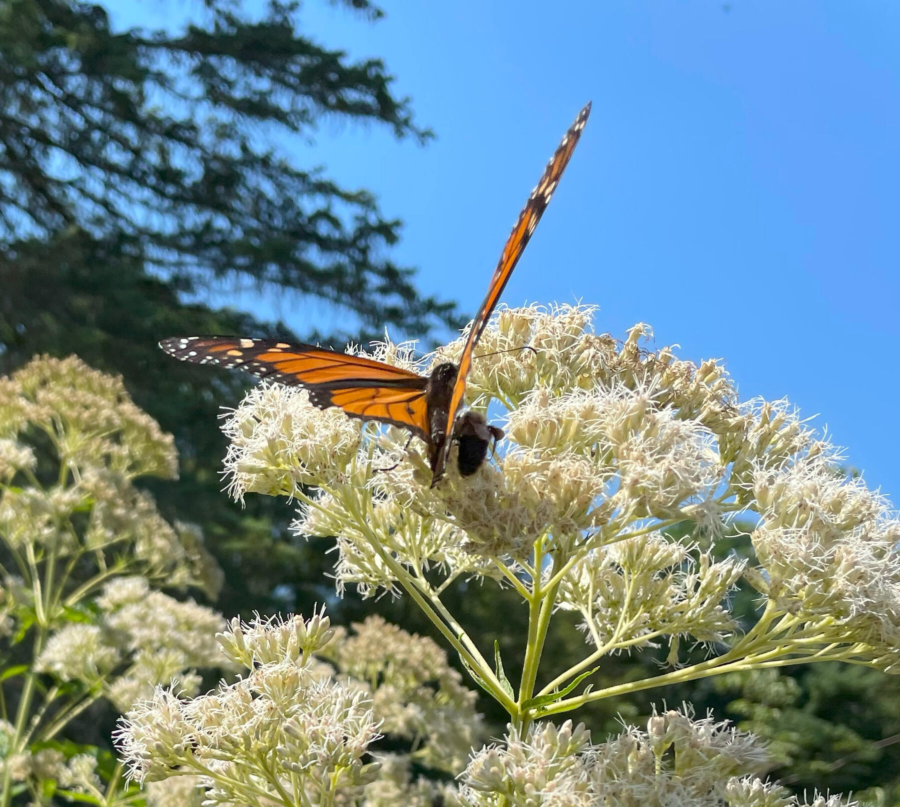 A monarch butterfly and bumblebee are next to each other on the flowers of a joe pye weed plant.