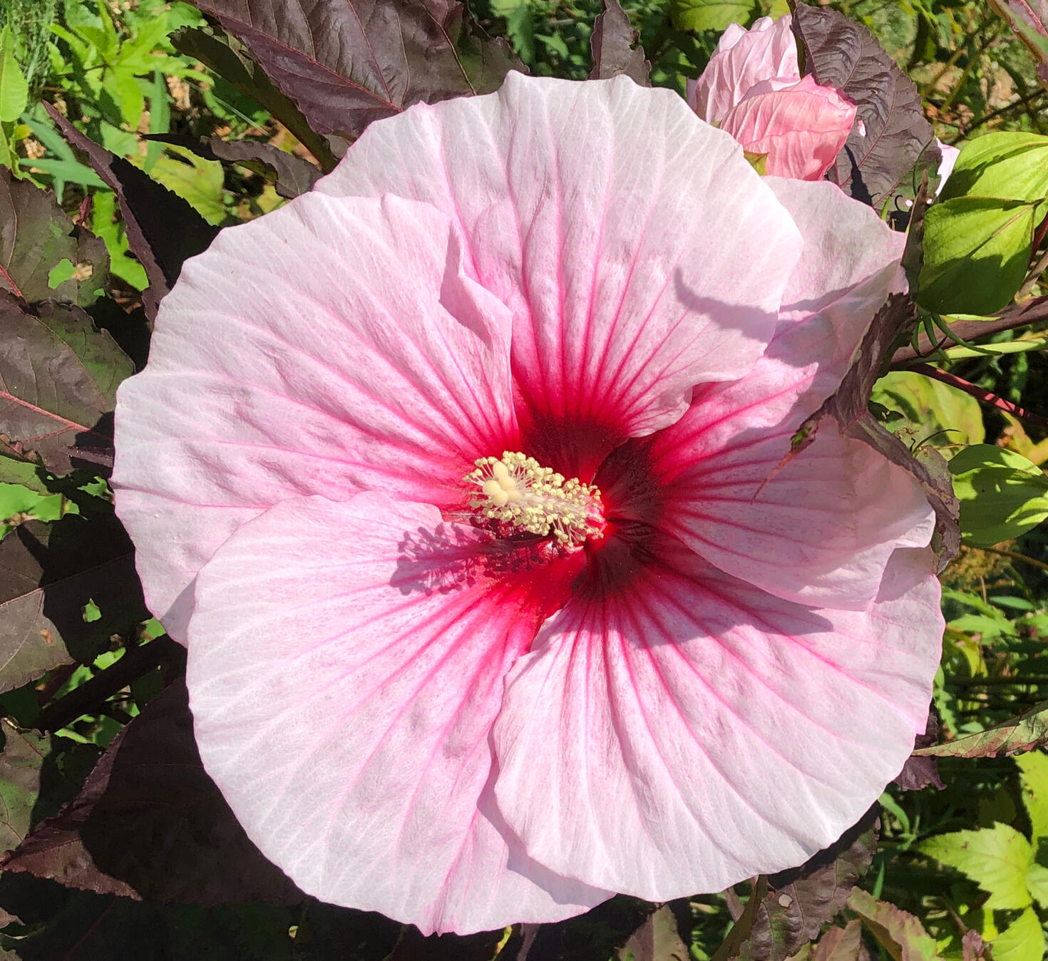 A swamp-mallow Hibiscus flower in full bloom