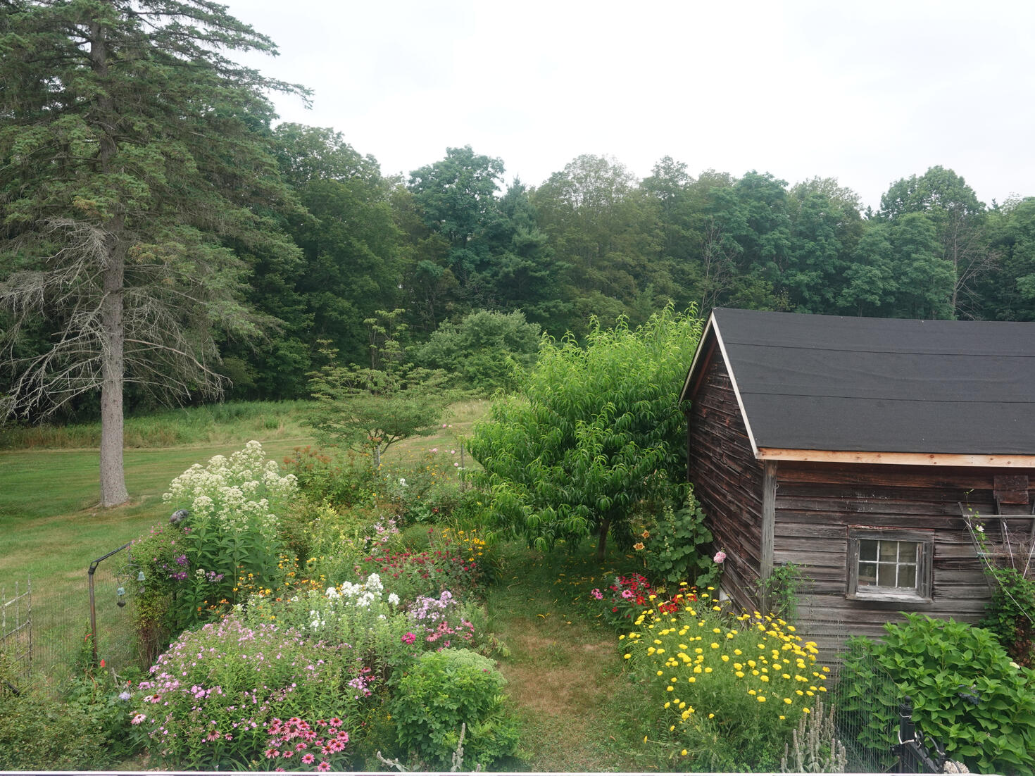 A perennial flower garden with a peach tree and part of a shed.
