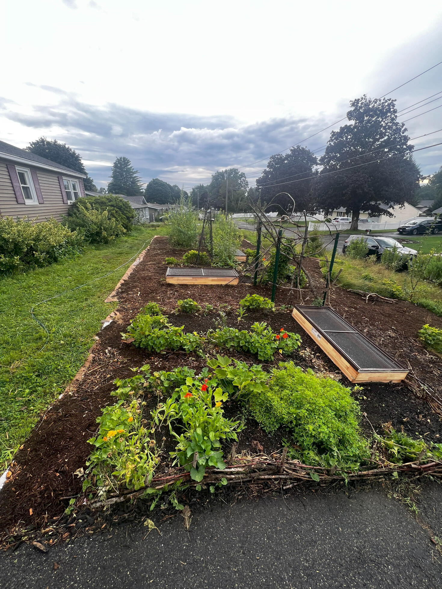 A front yard garden with wood chips various flowers and a trellis. Windows are used to protect new plantings.